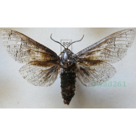 Cossus cossus (Linnaeus, 1758) male Trociniarka czerwica Poland89f